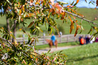 NRV Scenics
